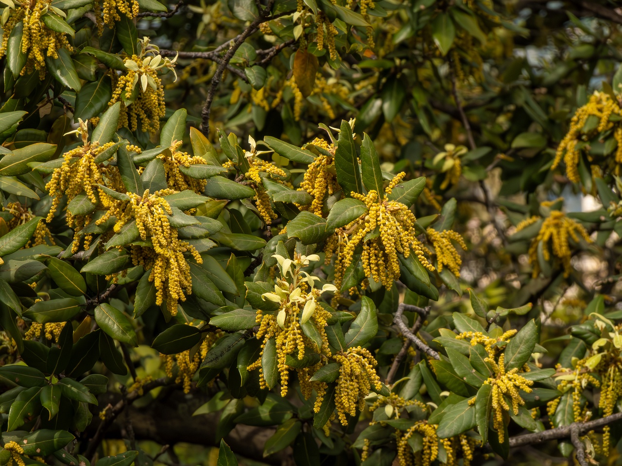 Quercus ilex _2025-05-11_1-5