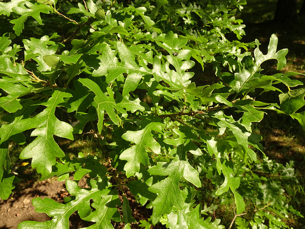Дуб австрийский - Quercus cerris