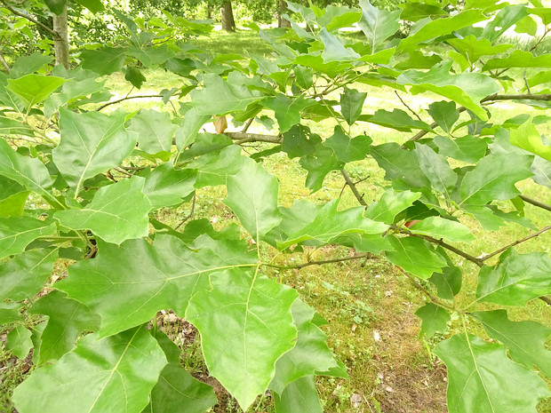 Дуб бархатистый - Quercus velutina