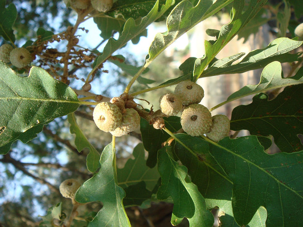 Дуб белый - Quercus alba