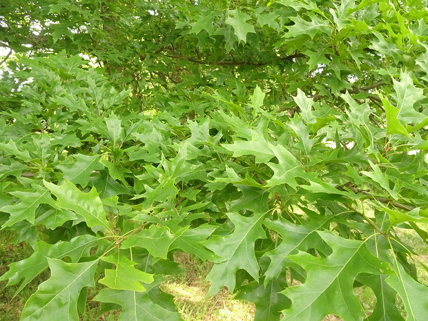 Дуб болотный - Quercus palustris