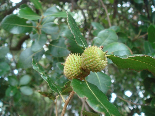 Дуб кермесский - Quercus coccifera