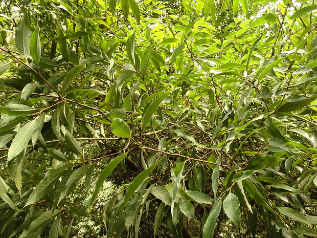 Дуб мирзинолистный - Quercus myrsinifolia