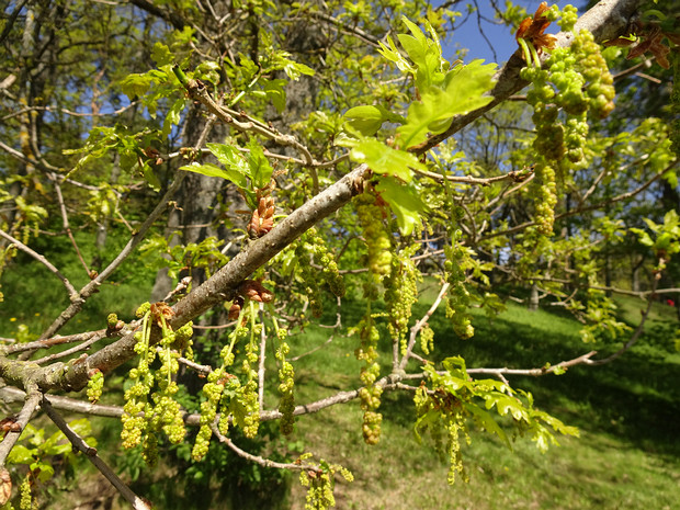 Дуб обыкновенный - Quercus robur