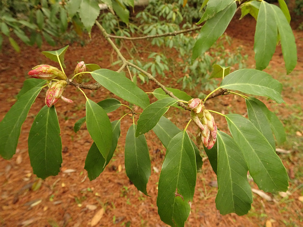 Дуб сизый - Quercus glauca