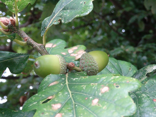 Дуб скальный - Quercus petraea