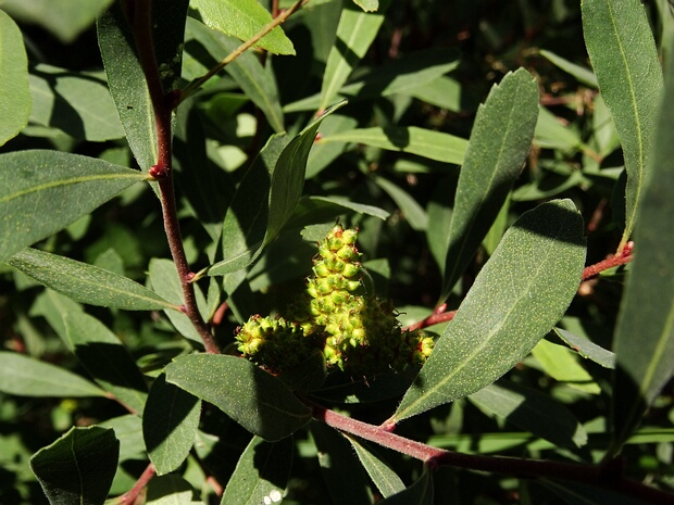 Восковница обыкновенная - Myrica gale