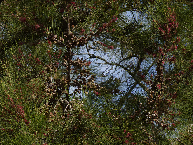 Аллоказуарина мутовчатая - Allocasuarina verticillata