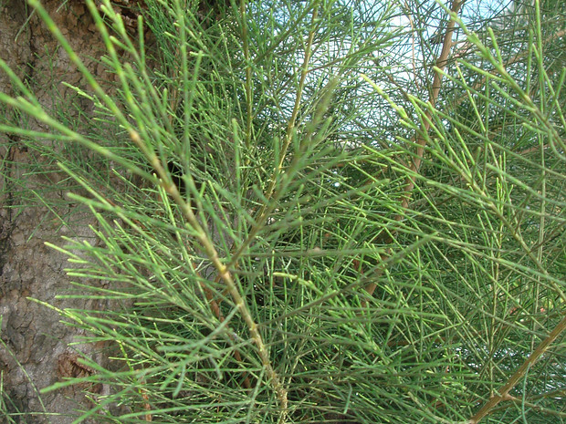 Казуарина хвощевидная - Casuarina equisetifolia