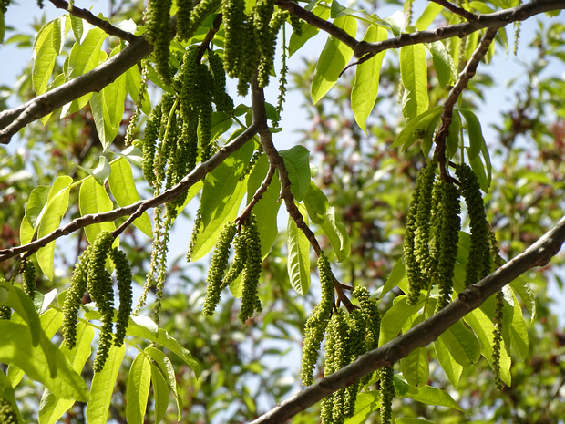 Лапина ясенелистная - Pterocarya fraxinifolia