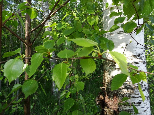 Берёзовые - Betulaceae Betulaceae, the birch family, includes six genera of deciduous nut-bearing trees and shrubs, including the birches,...