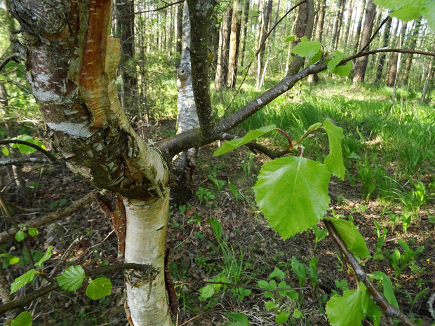 Берёзовые - Betulaceae Betulaceae, the birch family, includes six genera of deciduous nut-bearing trees and shrubs, including the birches,...