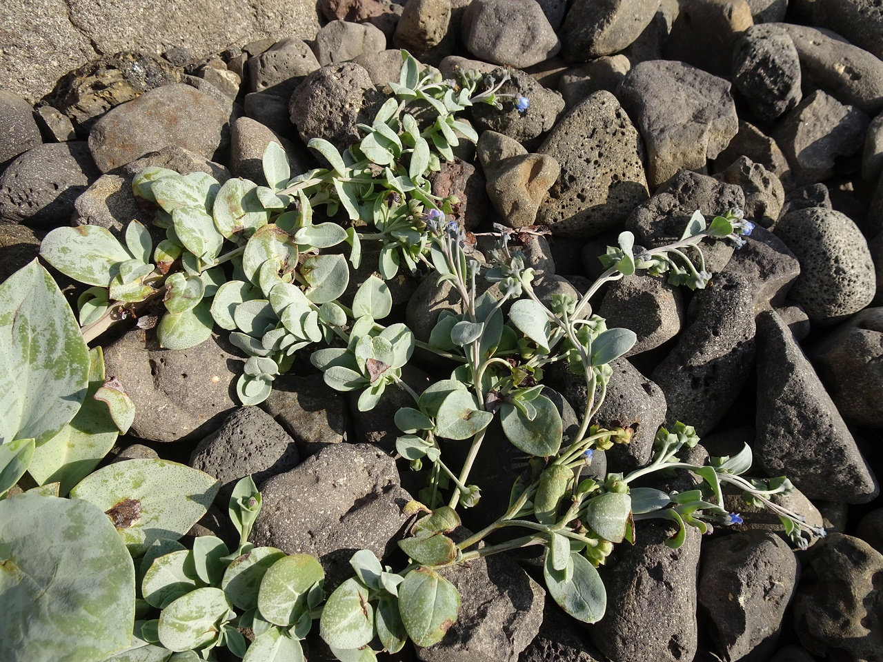 Mertensia maritima 24-Jul-19 _ 11_02_46