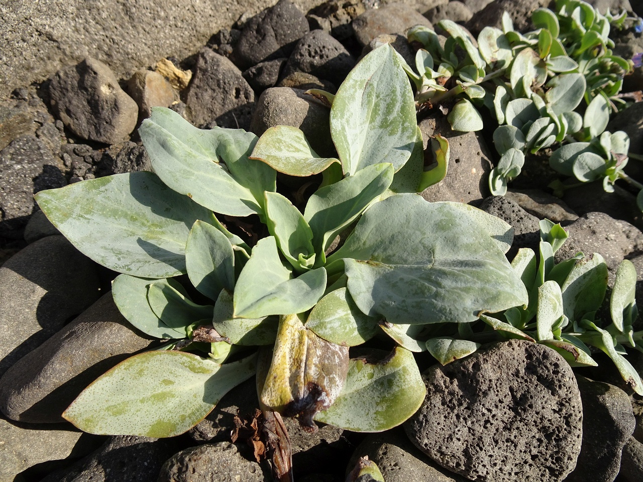 Mertensia maritima 24-Jul-19 _ 11_02_52