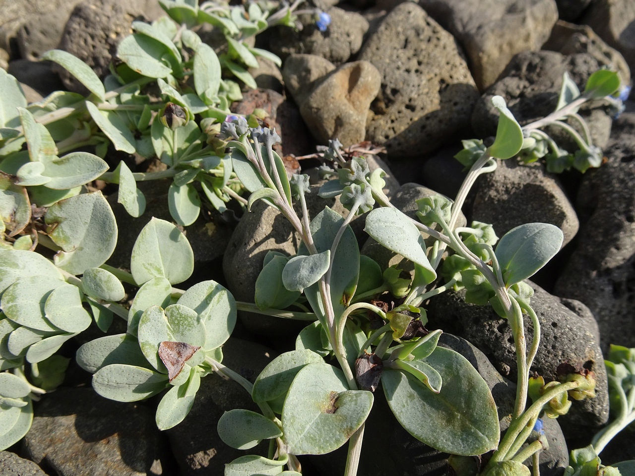 Mertensia maritima 24-Jul-19 _ 11_02_56