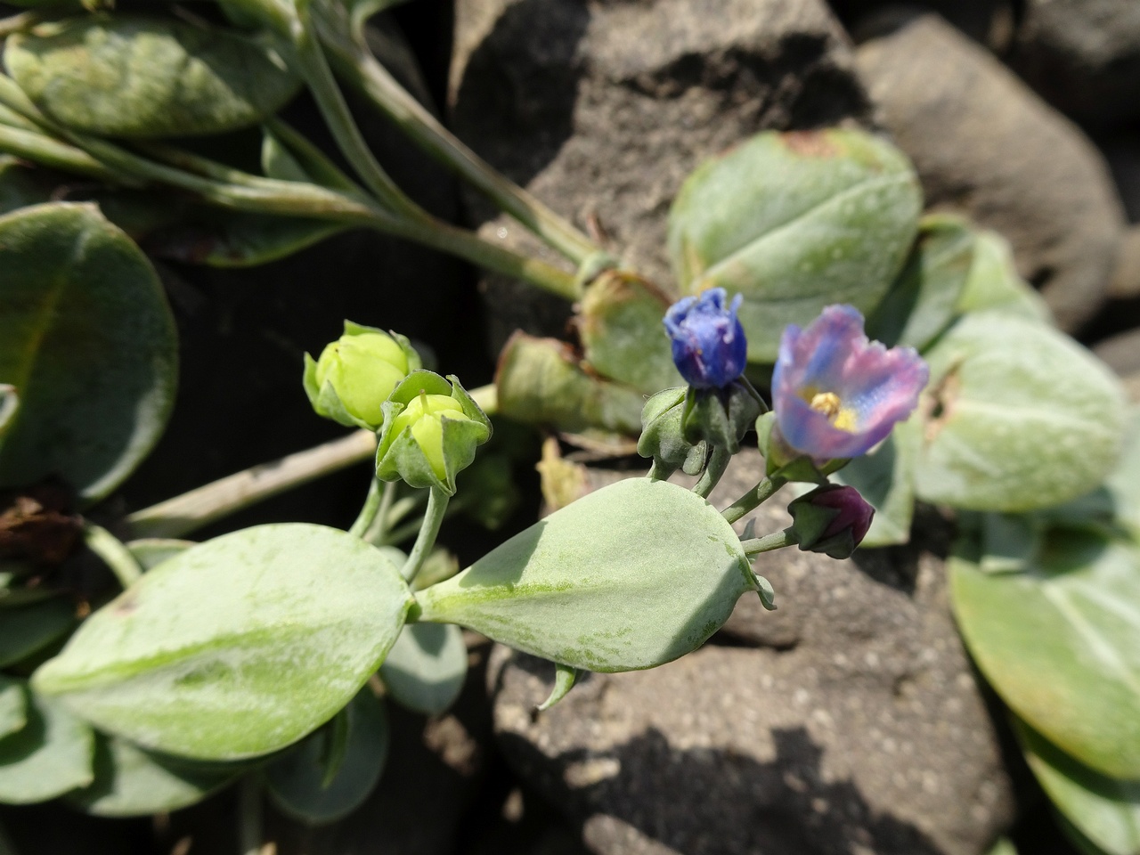 Mertensia maritima 24-Jul-19 _ 11_03_16