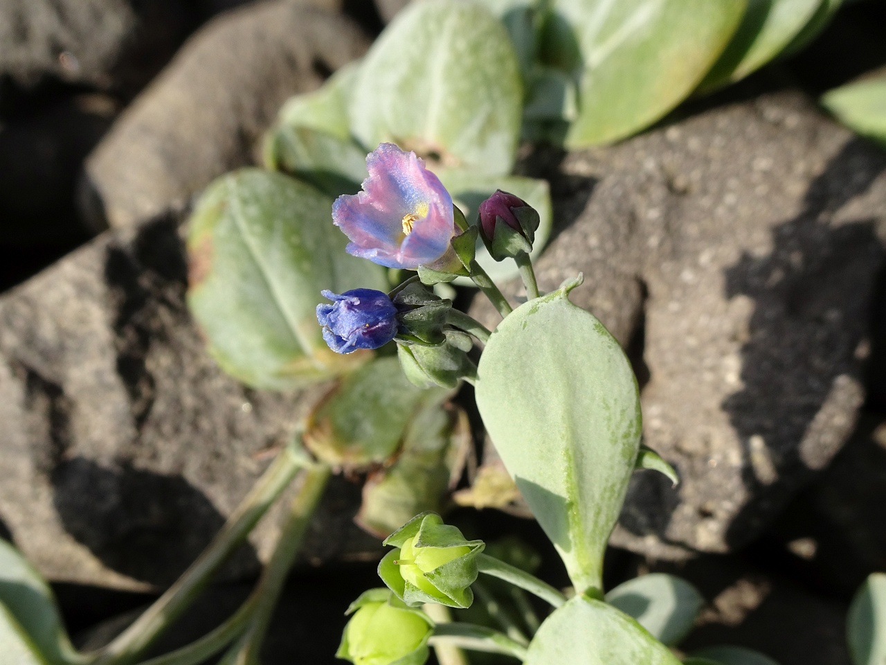 Mertensia maritima 24-Jul-19 _ 11_03_22