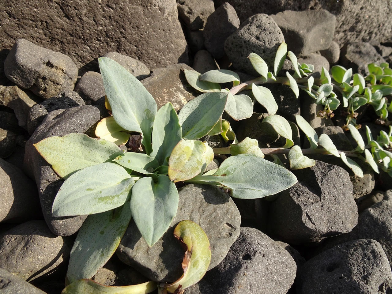 Mertensia maritima 24-Jul-19 _ 11_04_12