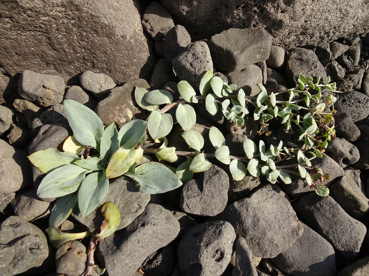 Mertensia maritima 24-Jul-19 _ 11_04_14