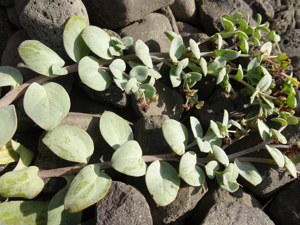 Mertensia maritima 24-Jul-19 _ 11_04_18