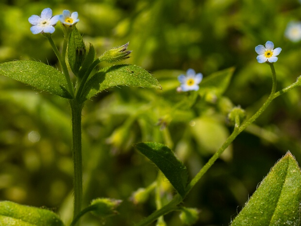 Незабудка редкоцветковая - Myosotis sparsiflora