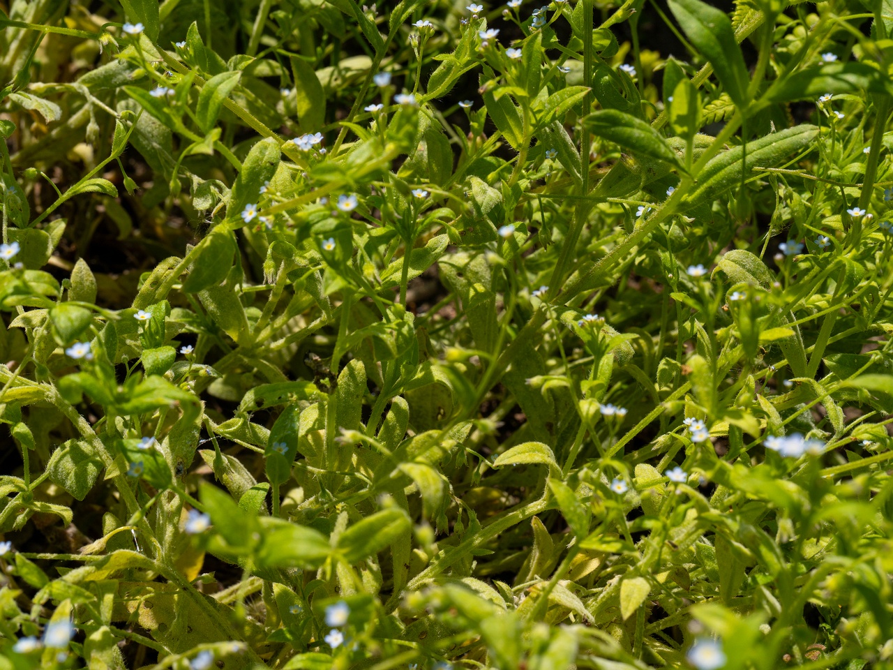 Myosotis sparsiflora _2025-06-01_1-1