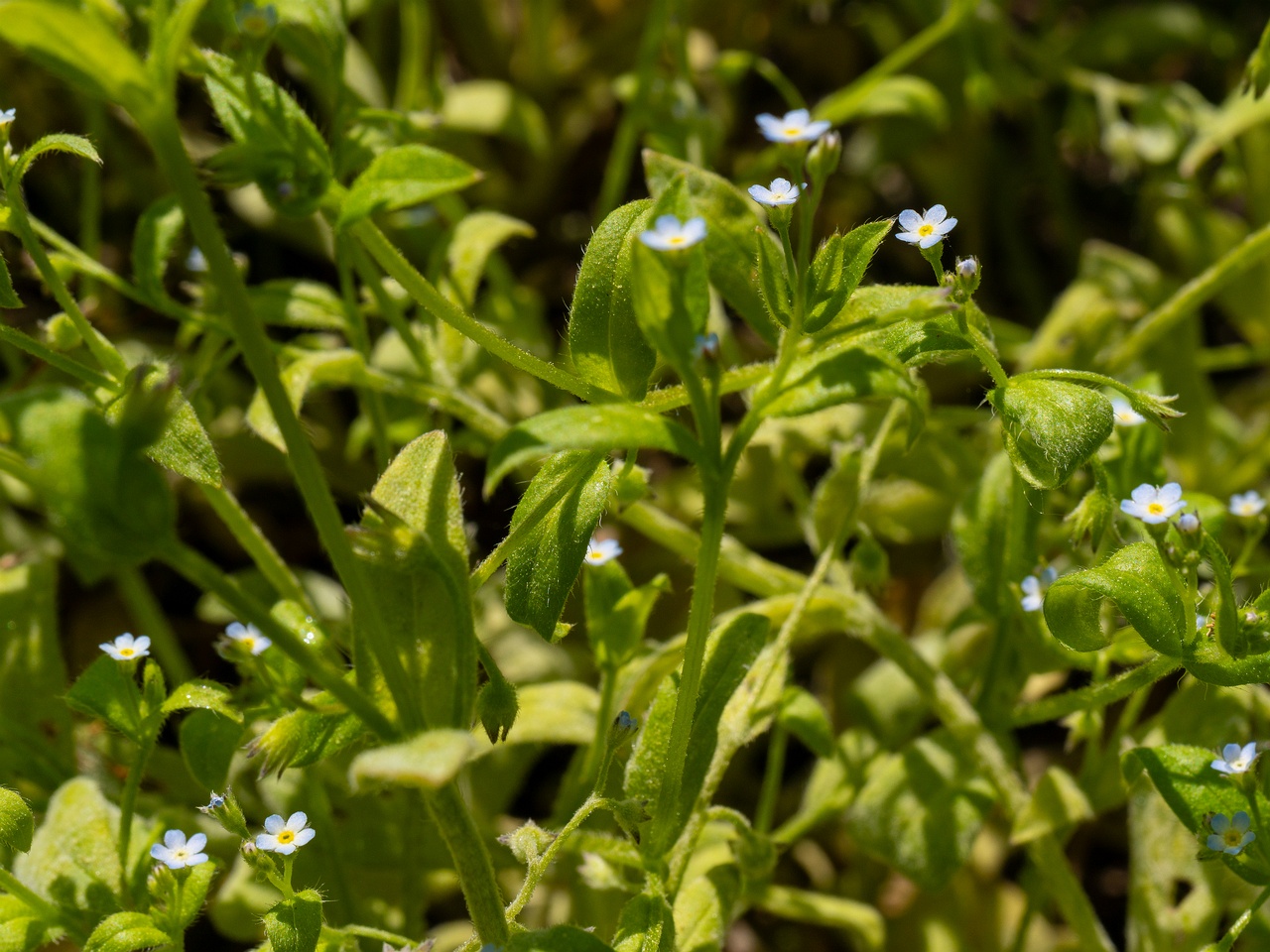Myosotis sparsiflora _2025-06-01_1-2