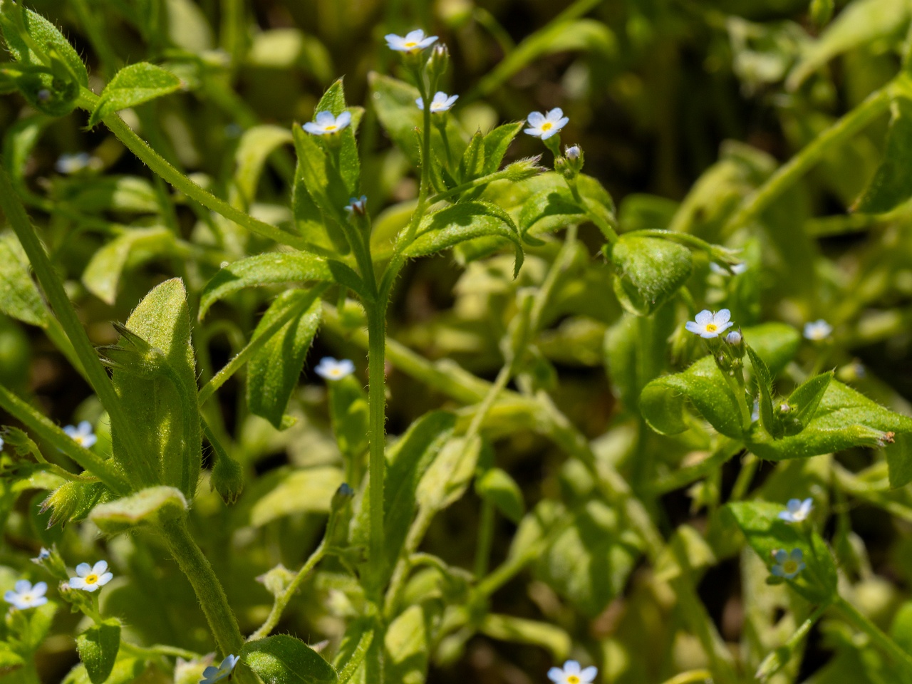Myosotis sparsiflora _2025-06-01_1-3
