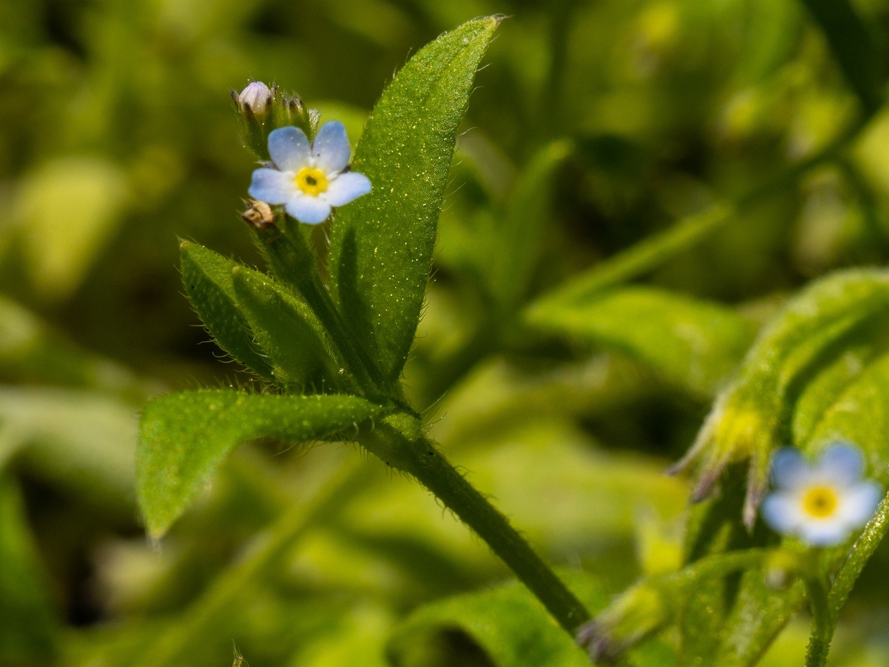 Myosotis sparsiflora _2025-06-01_1-4