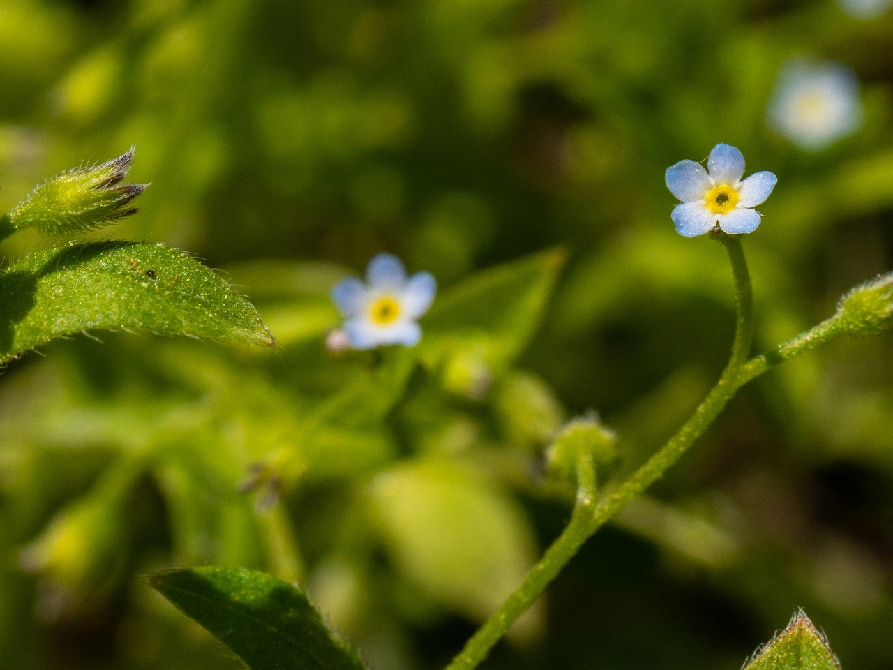 Myosotis sparsiflora _2025-06-01_1-6