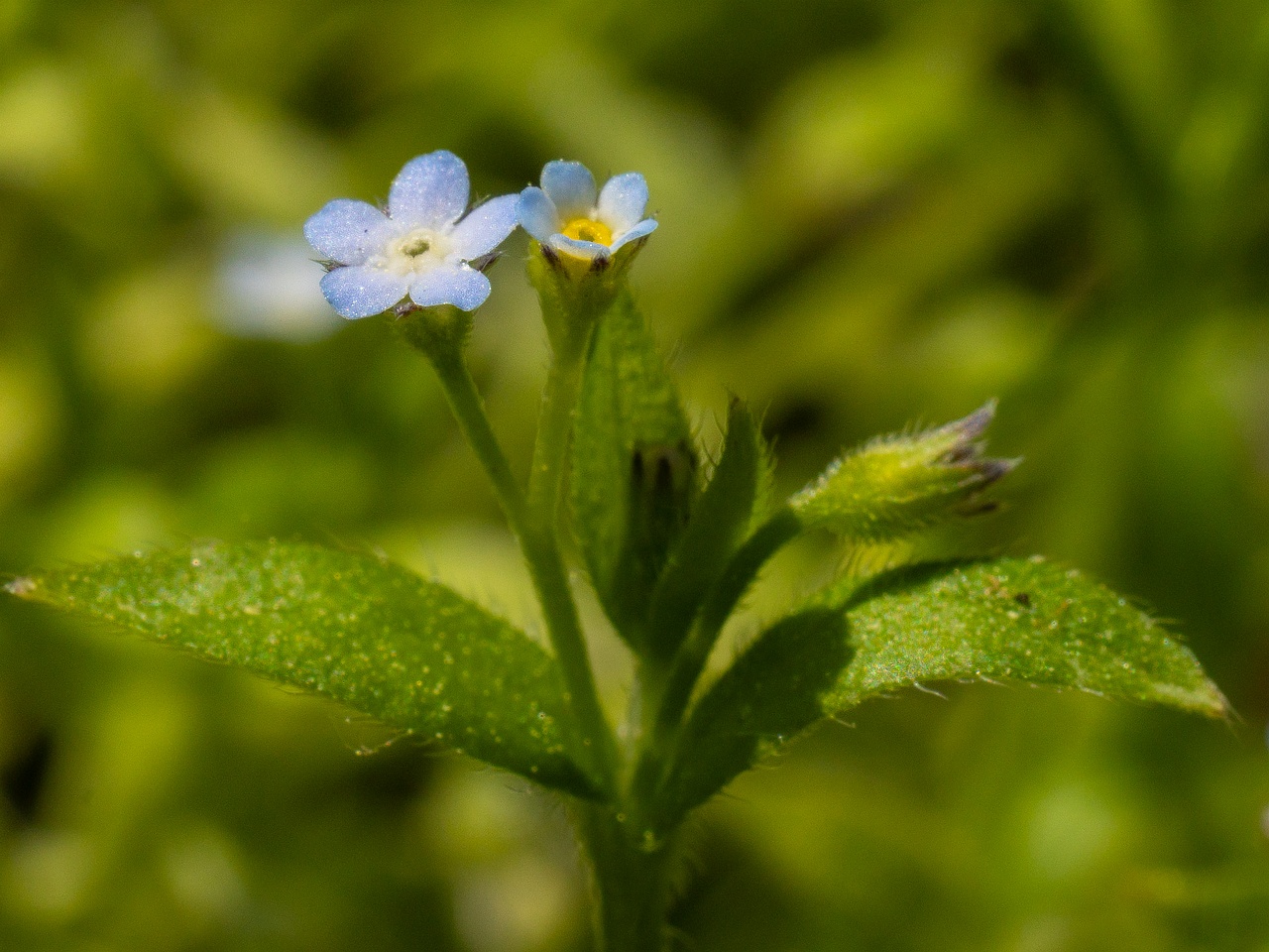 Myosotis sparsiflora _2025-06-01_1-7