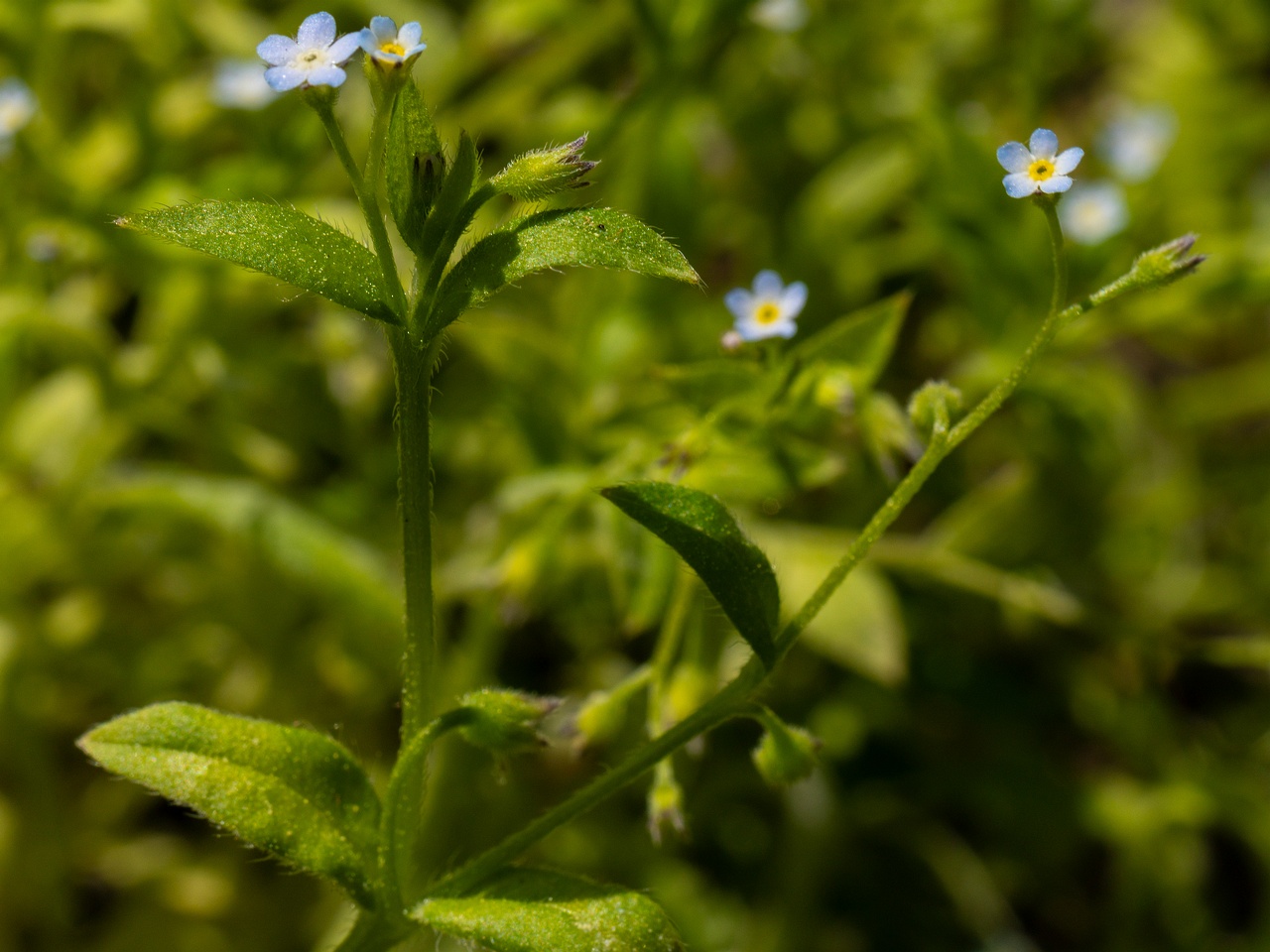 Myosotis sparsiflora _2025-06-01_1-8