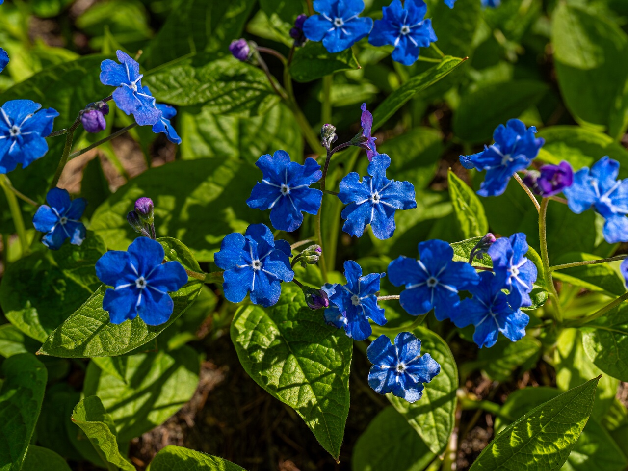!Omphalodes verna _2026-05-08_1-3