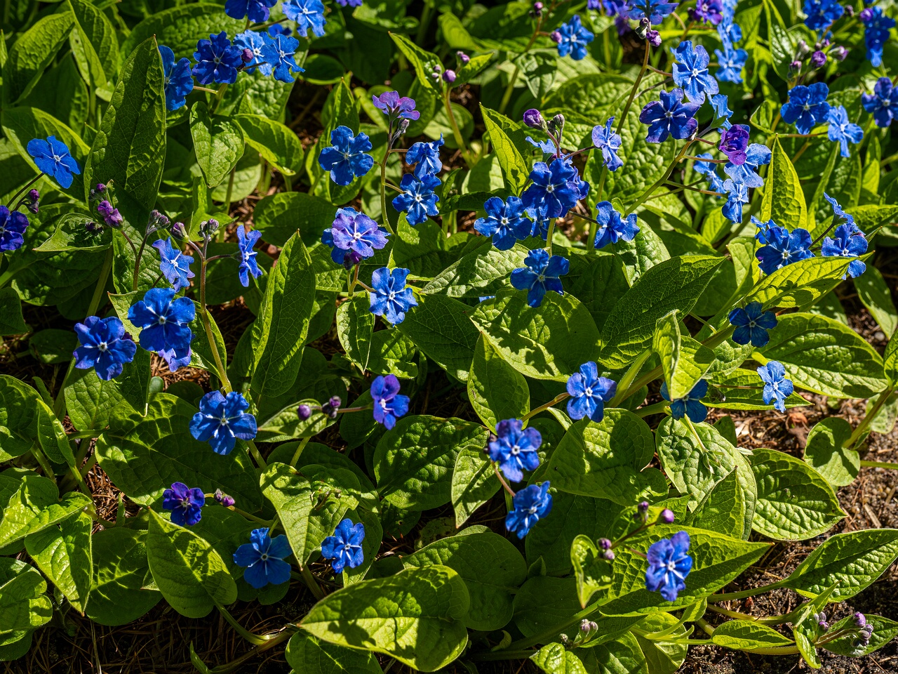 Omphalodes verna _2026-05-08_1-1
