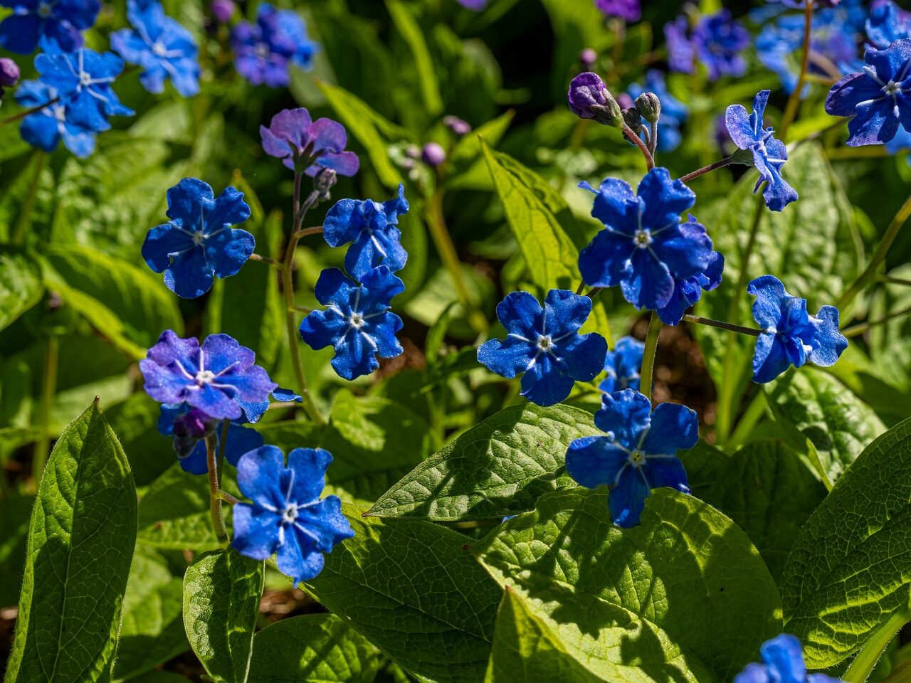 Omphalodes verna _2026-05-08_1-2