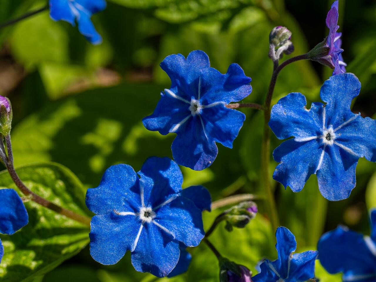 Omphalodes verna _2026-05-08_1-4