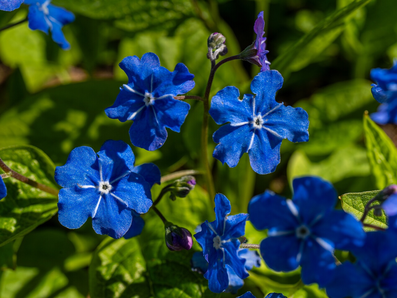 Omphalodes verna _2026-05-08_1-5