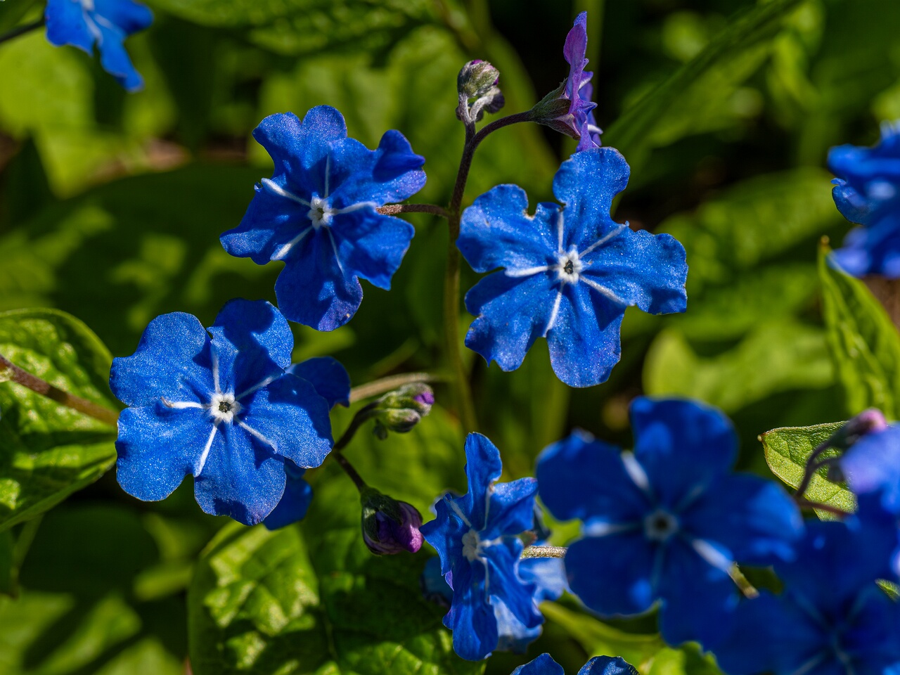 Omphalodes verna _2026-05-08_1-6