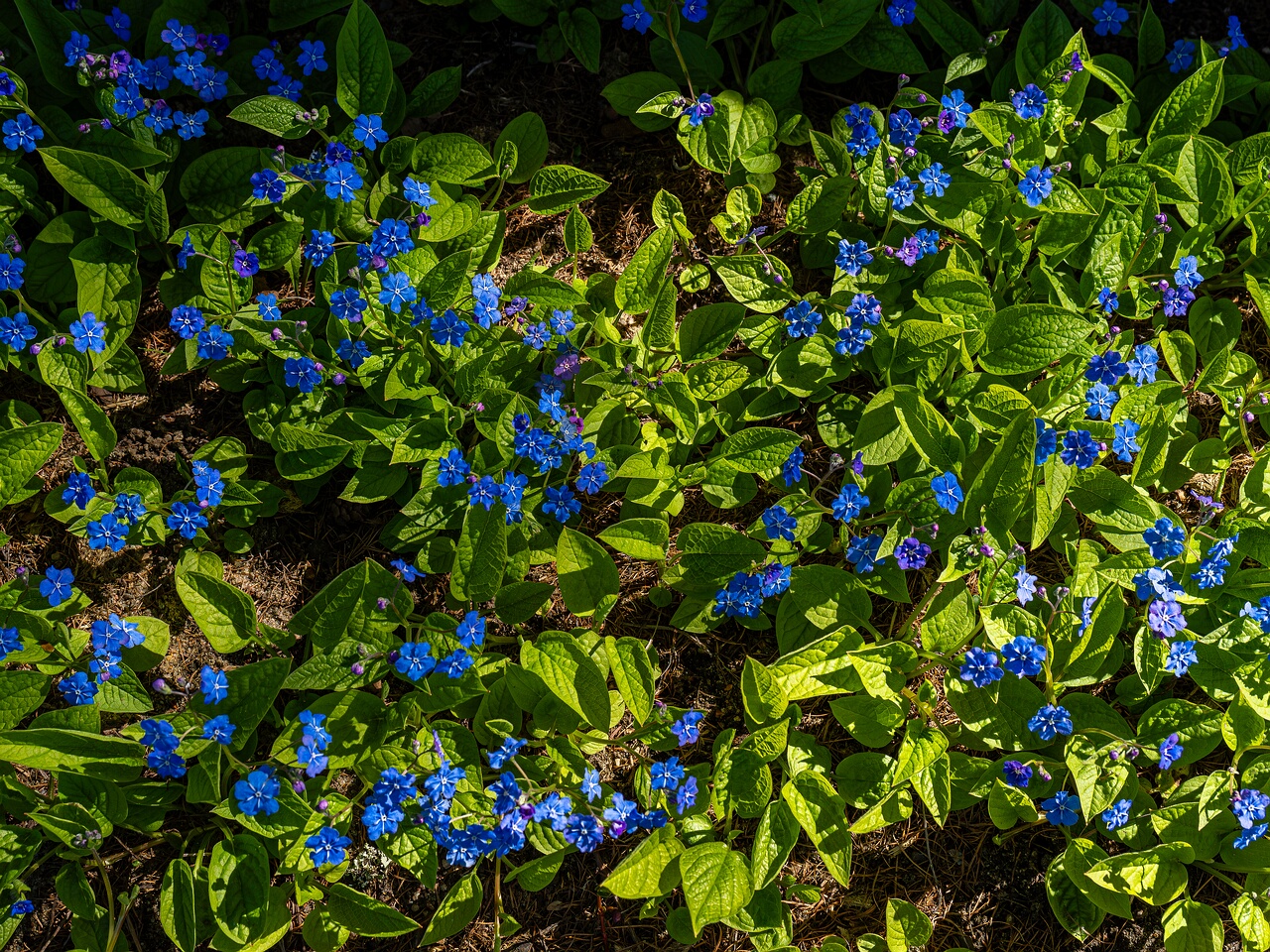 Omphalodes verna _2026-05-08_1-7