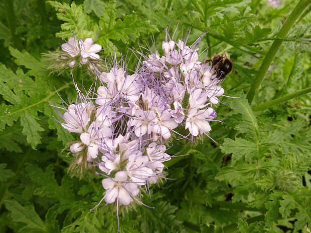 Фацелия пижмолистная - Phacelia tanacetifolia