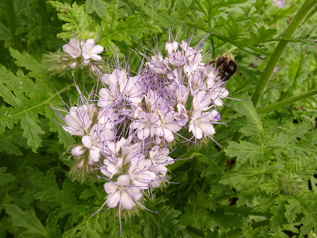 Водолистниковые - Hydrophyllaceae Hydrophylloideae is a subfamily of the Boraginaceae family of flowering plants. Their taxonomic position is somewhat...