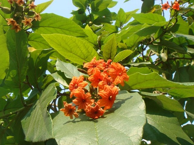 Кордиевые - Cordiaceae Cordioideae is a subfamily of the flowering plant family Boraginaceae.