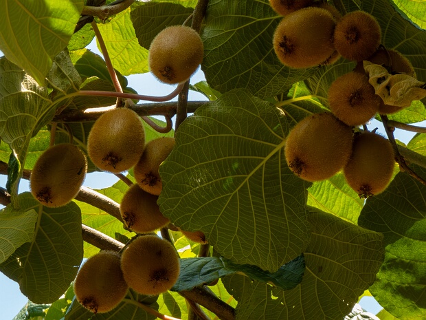Актинидия деликатесная - Actinidia chinensis var. deliciosa