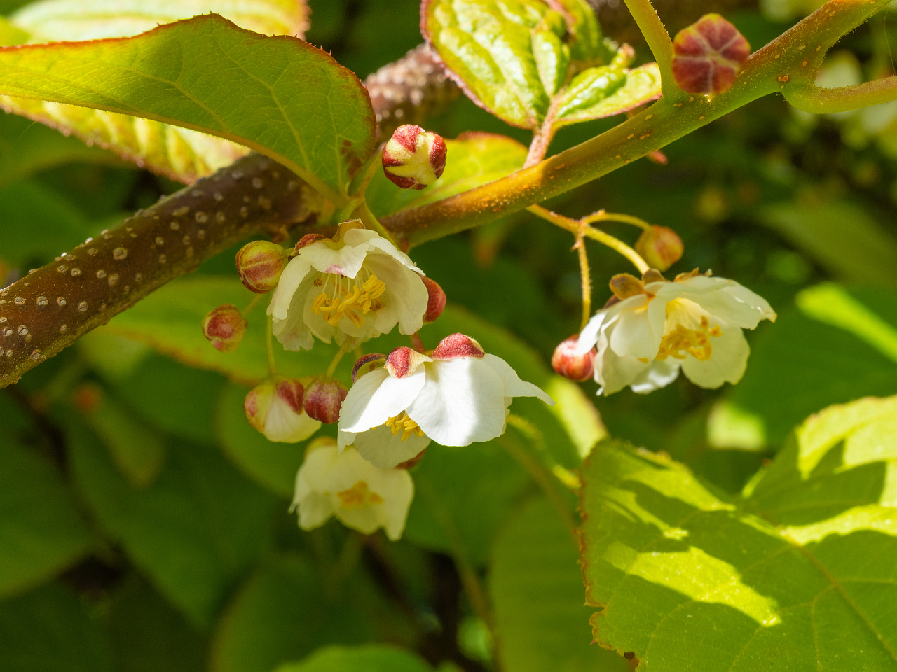 tallinna_botaanikaaed_june-303620