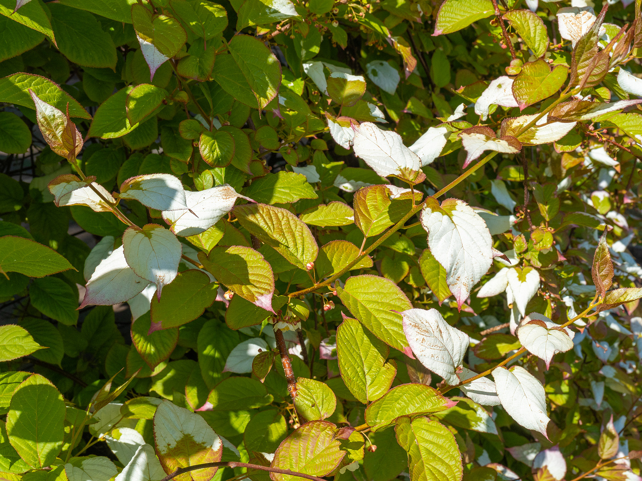 tallinna_botaanikaaed_june-303624