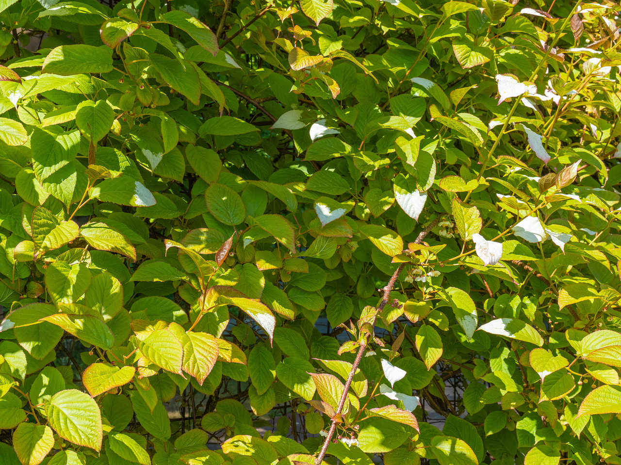tallinna_botaanikaaed_june-303628