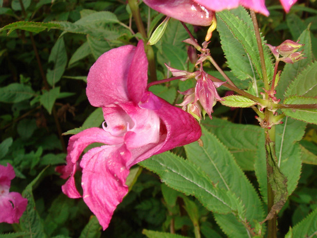 Недотрога желёзконосная пурпурная форма - Impatiens glandulifera f. purpurea