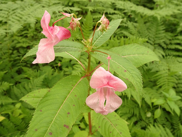 Недотрога желёзконосная розовая форма - Impatiens glandulifera f. rosea