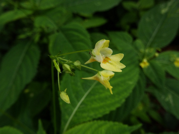 Недотрога мелкоцветковая - Impatiens parviflora