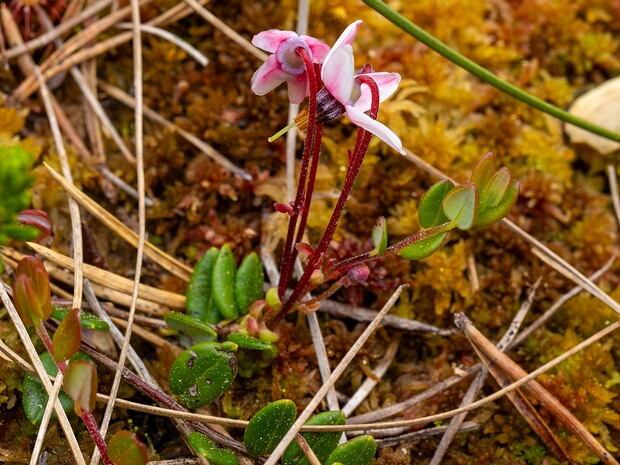 Клюква мелкоплодная - Vaccinium microcarpum